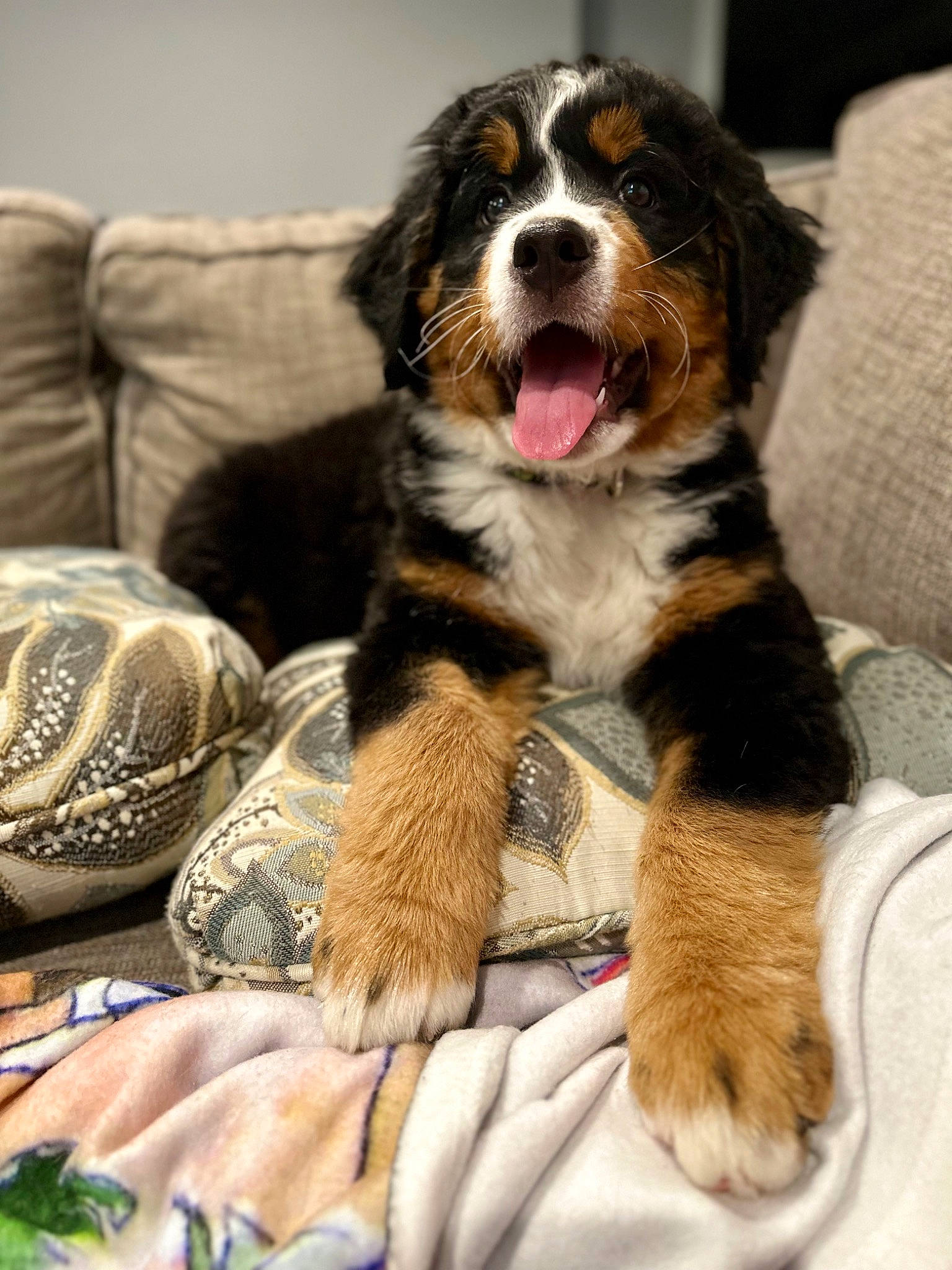 Leia is registered to the contest to win money with this photo: australian_shepherd, bernese_mountain_dog, bored, canidae, carnivore, comfort, companion_dog, couch, dog, dog_breed, foot, fur, herding_dog, paw, snout, sporting_group, terrestrial_animal, whiskers, working_animal, working_dog