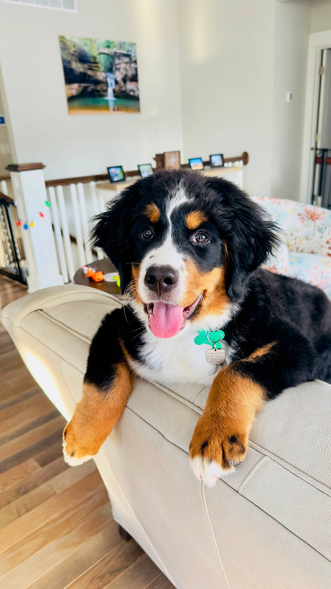 Leia is registered to the contest to win money with this photo: ball, bernese_mountain_dog, canidae, carnivore, chair, companion_dog, dog, dog_breed, door, flooring, fur, hardwood, picture_frame, smile, snout, sporting_group, varnish, wood, wood_flooring, working_dog