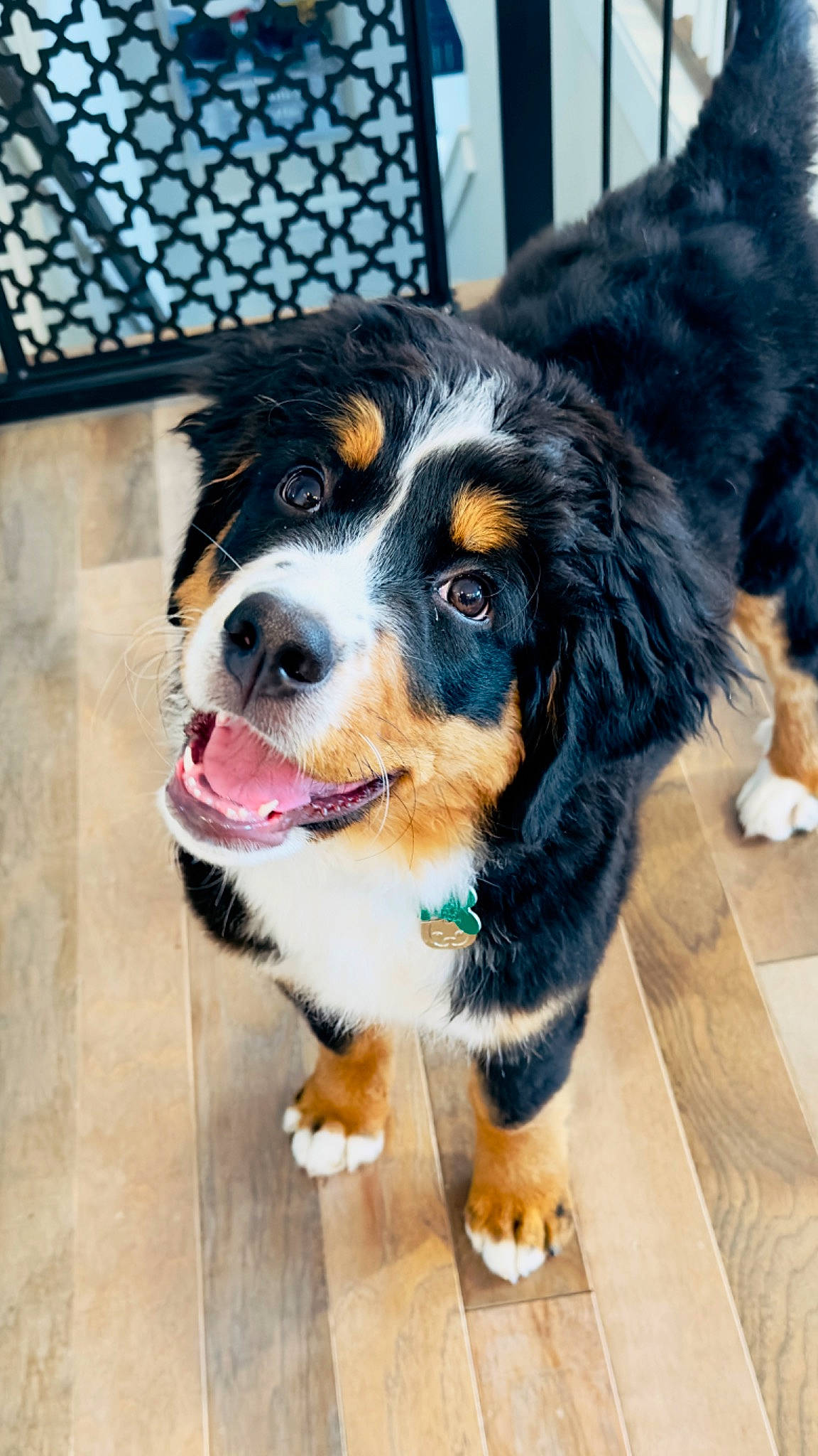 Leia joined the competition — help win amazing prizes! bernese_mountain_dog, canidae, carnivore, collar, companion_dog, dog, dog_breed, door, fur, snout, sporting_group, terrestrial_animal, whiskers, working_dog