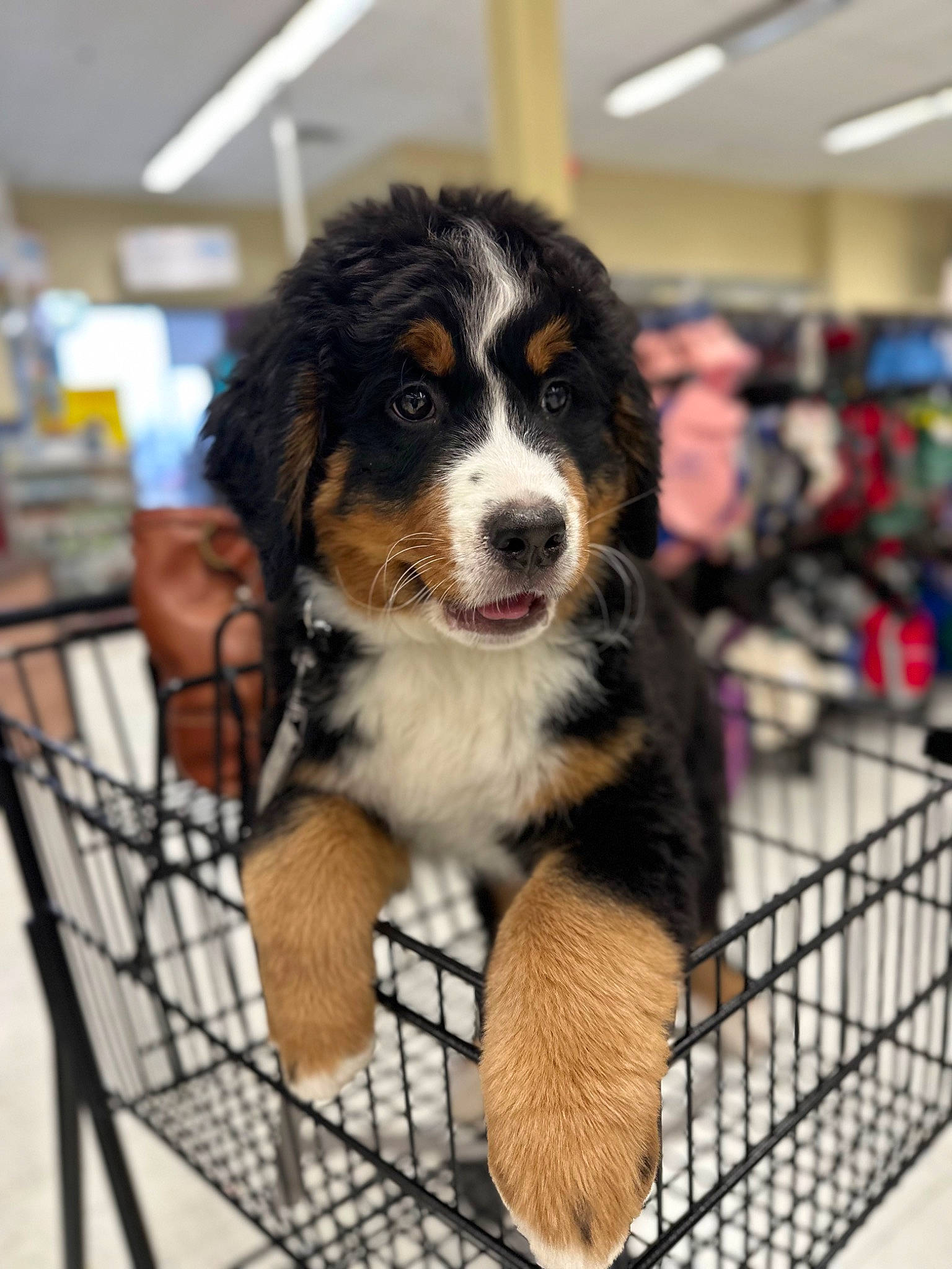 Leia is registered to the contest to win money with this photo: animal_shelter, bernese_mountain_dog, carnivore, cart, companion_dog, dog, dog_breed, fence, fur, herding_dog, mesh, snout, sporting_group, terrestrial_animal, working_dog
