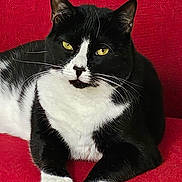 Tom joined the competition — help win amazing prizes! black_and_white, cat, chair, close_up, cute, ear, fur, furniture, indoor, nose, paws, pet, portrait, red_sofa, relaxed, sitting, tuxedo_cat, upholstery, whiskers, yellow_eyes