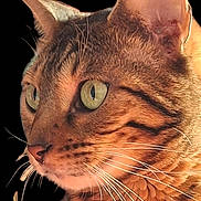 Téquila a rejoint le concours — aidez-le/la à gagner de superbes lots ! alert, animal, black_background, cat, close_up, curious, ears, face, feline, fur, green_eyes, isolated, looking_away, mammal, nature, pets, portrait, striped, tabby_cat, whiskers