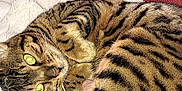 Téquila a rejoint le concours — aidez-le/la à gagner de superbes lots ! abyssinian, animal, armchair, blanket, cat, chair, couch, cushion, egyptiancat, furniture, homedecor, kitten, manx, ocelot, person, pet, sleeping, tiger