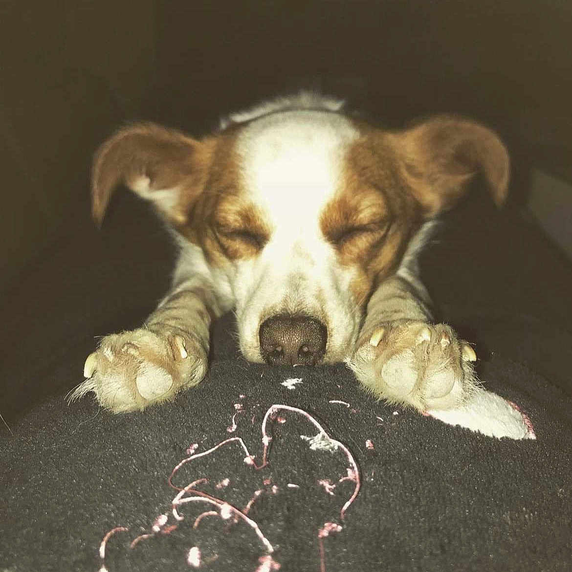 Whisky participe au concours pour gagner de l'argent avec cette photo : adorable, animal, brown_and_white, calm, closed_eyes, closeup, companion, cozy, cute, dog, face, fur, indoor, nail, paws, pet, relaxing, resting, sleeping, snout