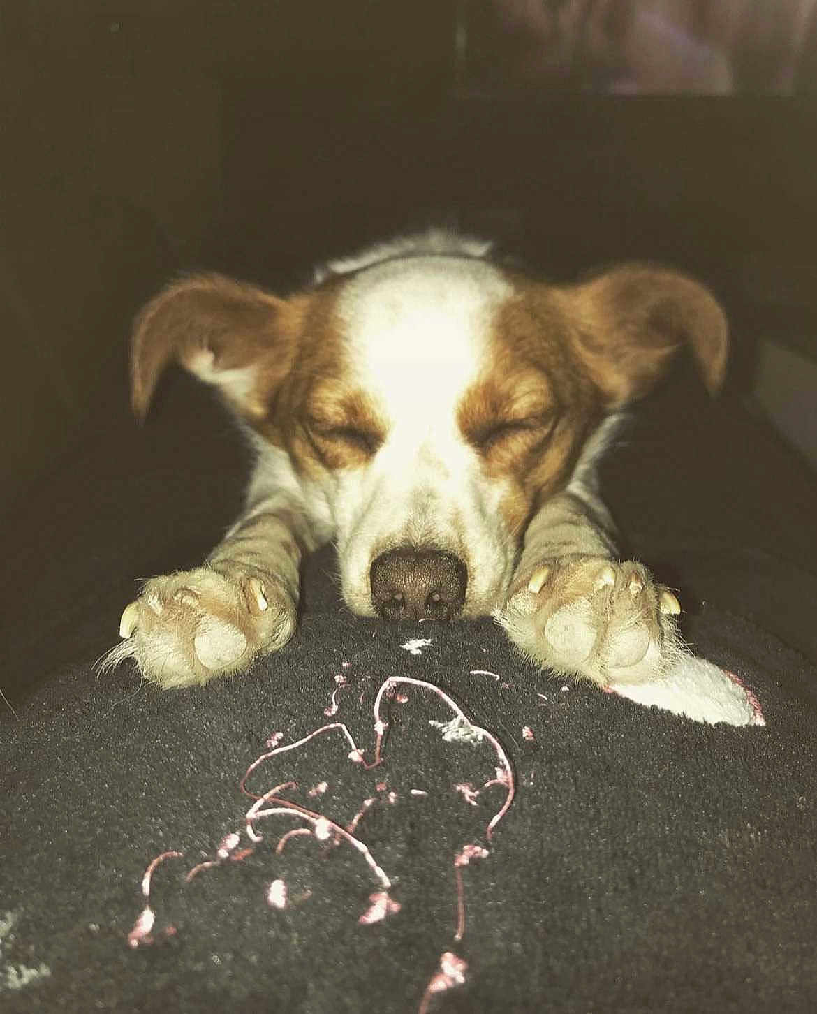 Whisky participe au concours pour gagner de l'argent avec cette photo : dog, sleeping, paws, closed_eyes, resting, pet, animal, cute, indoor, fur, brown_and_white, snout, nail, calm, cozy, closeup, adorable, face, relaxing, companion