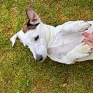 Titou a rejoint le concours — aidez-le/la à gagner de superbes lots ! dog, white_dog, grass, outdoor, pet, animal, lying_down, belly_rub, hand, paw, ear, nature, relaxed, cute, domestic_animal, fur, snout, playful, summer, companion