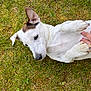 dog, white_dog, grass, outdoor, pet, animal, lying_down, belly_rub, hand, paw, ear, nature, relaxed, cute, domestic_animal, fur, snout, playful, summer, companion