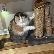 Niko is registered to the contest to win money with this photo: animal, cat, clawing, closeup, cute, domestic, feline, fluffy, fur, household, indoor, multicolored, paw, pet, playful, scratching_post, sisal, tail, wall_outlet, wooden_floor