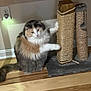 animal, cat, clawing, closeup, cute, domestic, feline, fluffy, fur, household, indoor, multicolored, paw, pet, playful, scratching_post, sisal, tail, wall_outlet, wooden_floor