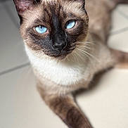Tao a rejoint le concours — aidez-le/la à gagner de superbes lots ! cat, siamese_cat, blue_eyes, fur, whiskers, pet, animal, indoor, tile_floor, close_up, portrait, relaxed, mammal, feline, cute, domestic_animal, laying_down, focus, ear