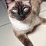 cat, siamese_cat, blue_eyes, fur, whiskers, pet, animal, indoor, tile_floor, close_up, portrait, relaxed, mammal, feline, cute, domestic_animal, laying_down, focus, ear