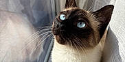 Tao participe au concours pour gagner de l'argent avec cette photo : cat, siamese_cat, blue_eyes, window, curtain, whiskers, indoor, pet, feline, animal, looking_up, sunlight, shadow, close_up, fur, domestic_cat, cute, portrait, mammal, resting