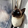 cat, siamese_cat, blue_eyes, window, curtain, whiskers, indoor, pet, feline, animal, looking_up, sunlight, shadow, close_up, fur, domestic_cat, cute, portrait, mammal, resting