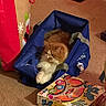 animal, blue_bag, box, carpet, cat, colorful, cozy, domestic, feline, floor, game_box, gift_bag, handle, indoor, orange_cat, pet, playing, relaxed, toy, white_cat