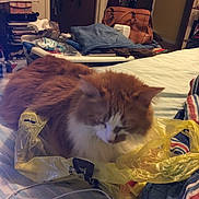 Honey Vanilla is registered to the contest to win money with this photo: bag, bed, bedroom, blanket, cat, clothing, cozy, domestic_animal, door, folded_clothes, furniture, handbag, indoor, orange_cat, pet, pile_of_clothes, plastic_bag, resting, striped_blanket, white_cat