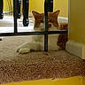 animal, carpet, cat, cozy, domestic_cat, floor, fur, furniture, house, indoor, metal_bars, orange_cat, pet, relaxing, resting, step, table_leg, whiskers, white_cat, yellow_wall