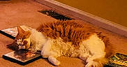 Honey Vanilla is registered to the contest to win money with this photo: avatar, carpet, cat, cozy, dvd_case, furry, harry_potter, indoor, living_room, media, orange_cat, pet, pillow, quiet, relaxing, resting, scattered, sleeping, warm_lighting, white_cat