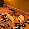 avatar, carpet, cat, cozy, dvd_case, furry, harry_potter, indoor, living_room, media, orange_cat, pet, pillow, quiet, relaxing, resting, scattered, sleeping, warm_lighting, white_cat