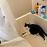 Anikin Skywalker is registered to the contest to win money with this photo: animal, bathroom, bathtub, black_and_white_cat, bottle, cat, clean, container, curtain, edge, floor, indoor, looking, pet, plastic, relaxing, resting, shower_curtain, soap, sponge