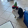 Anikin Skywalker is registered to the contest to win money with this photo: animal, bag, black_and_white, cat, christmas_tree_hat, curious, cute, decorated_hat, flooring, funny, hat, household, indoor, looking_up, mat, pet, plant_pot, sitting, spray_bottle, tiled_floor