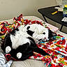 bed, black_and_white, blanket, bottle, cat, clutter, colorful, cozy, cute, feline, floral_pattern, indoor, paper, paw, pet, pink_nose, relaxed, resting, sleeping, table