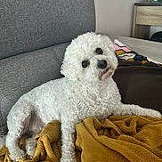Papaye participe au concours pour gagner de l'argent avec cette photo : animal, blanket, canine, couch, cozy, curly_fur, cute, dog, domestic_animal, fur, furniture, gray_couch, head_tilt, home, indoor, living_room, pet, relaxed, white_dog, yellow_blanket
