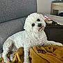 animal, blanket, canine, couch, cozy, curly_fur, cute, dog, domestic_animal, fur, furniture, gray_couch, head_tilt, home, indoor, living_room, pet, relaxed, white_dog, yellow_blanket