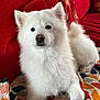 animal, blanket, canine, cute, dog, ears, fluffy, fur, home, indoor, nose, patterned_blanket, paw, pet, red_sofa, relaxed, resting, sofa, tail, white_dog
