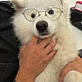 Toutoune a rejoint le concours — aidez-le/la à gagner de superbes lots ! adorable, animal, close_up, cute, dog, domestic_animal, face, fluffy, friendly, fur, glasses, hand, holding, indoors, mammal, nose, person, pet, portrait, white_dog