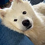 animal, closeup, companion, cozy, cute, denim, dog, face, fluffy, fur, home, indoor, leg, looking, pet, relaxed, resting, samoyed, sofa, white_dog