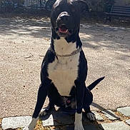 Tyson a rejoint le concours — aidez-le/la à gagner de superbes lots ! animal, bulldog, canine, city, dog, flagstone, grass, hound, outdoors, path, pet, plant, puppy, road, rock, street, tree, urban, vegetation, walkway