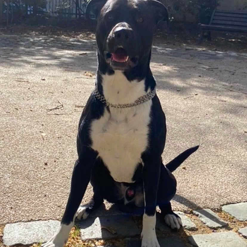 Tyson a rejoint le concours — aidez-le/la à gagner de superbes lots ! animal, bulldog, canine, city, dog, flagstone, grass, hound, outdoors, path, pet, plant, puppy, road, rock, street, tree, urban, vegetation, walkway