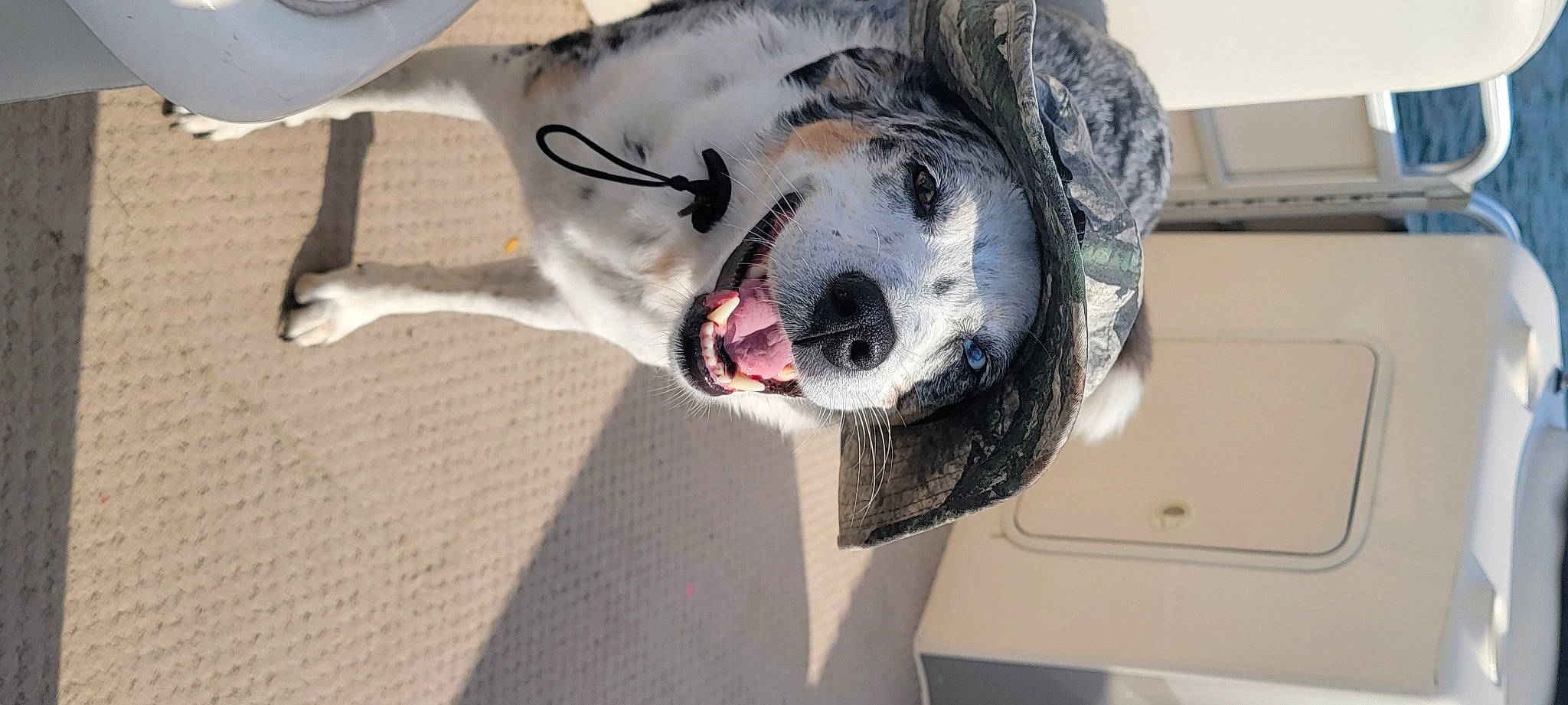 Sammie joined the competition — help win amazing prizes! canidae, carnivore, companion_dog, dalmatian, dog, dog_breed, eyewear, fang, felidae, fur, jaw, non_sporting_group, snout, sporting_group, street_dog, whiskers