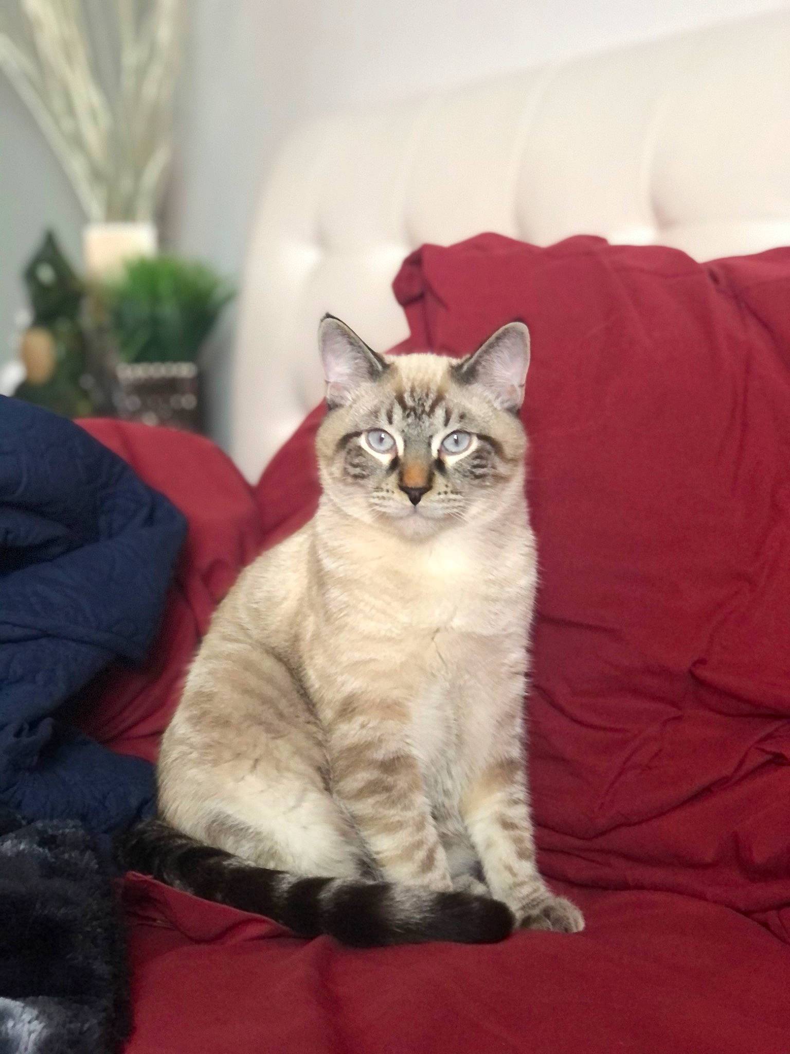 Salty joined the competition — help win amazing prizes! bed, carnivore, cat, comfort, couch, domestic_short_haired_cat, fawn, felidae, flowerpot, fur, grey, houseplant, paw, plant, small_to_medium_sized_cats, snout, tail, tree, whiskers, window