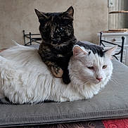 Akira participe au concours pour gagner de l'argent avec cette photo : cat, cats, tortoiseshell_cat, white_cat, fluffy, indoor, cushion, table, window, natural_light, pet, animal, feline, resting, cozy, domestic, home, furniture, plants, statue