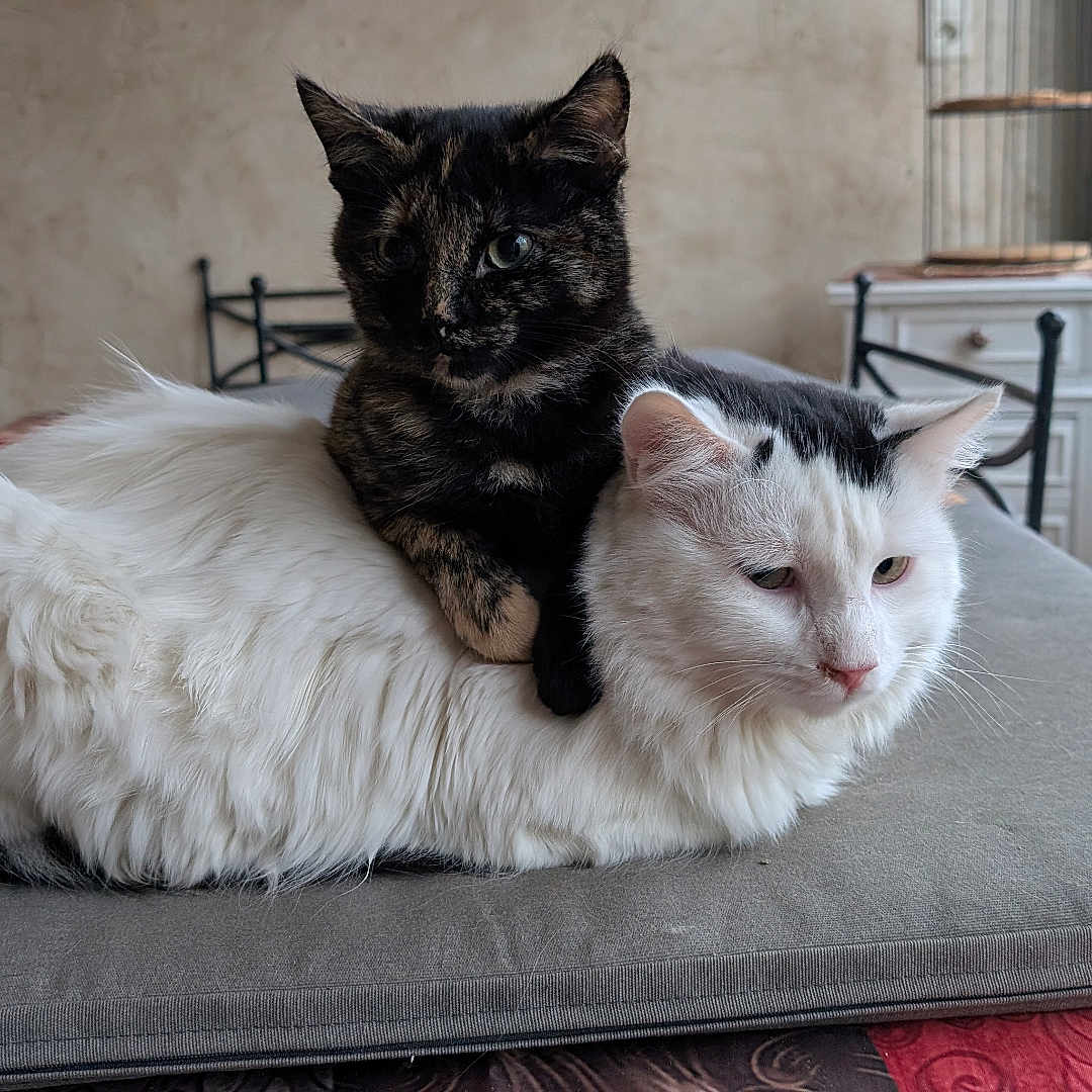 Akira participe au concours pour gagner de l'argent avec cette photo : animal, cat, cats, cozy, cushion, domestic, feline, fluffy, furniture, home, indoor, natural_light, pet, plants, resting, statue, table, tortoiseshell_cat, white_cat, window