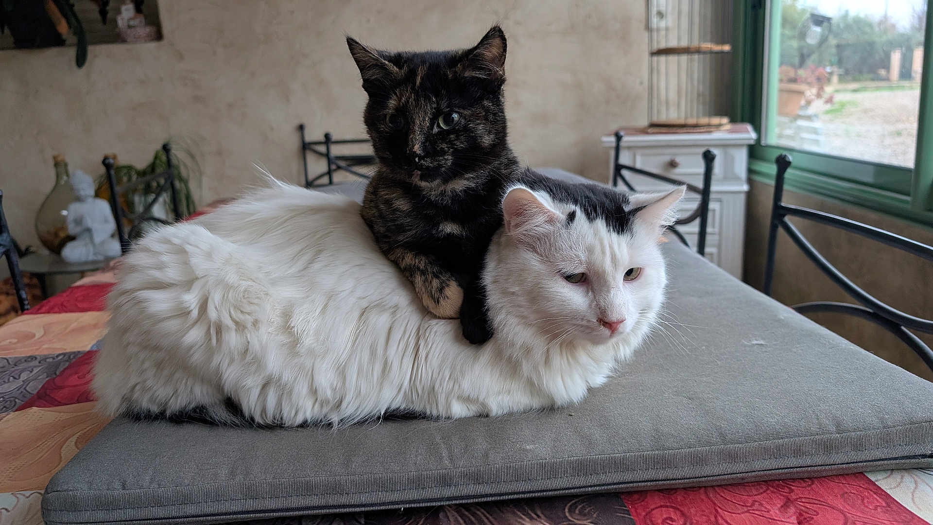 Akira participe au concours pour gagner de l'argent avec cette photo : cat, cats, tortoiseshell_cat, white_cat, fluffy, indoor, cushion, table, window, natural_light, pet, animal, feline, resting, cozy, domestic, home, furniture, plants, statue