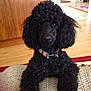dog, poodle, black_dog, curly_fur, pet, indoor, carpet, wooden_floor, collar, animal, cute, sitting, fur, domestic_animal, companion, mammal, portrait, home, curly_hair, canine