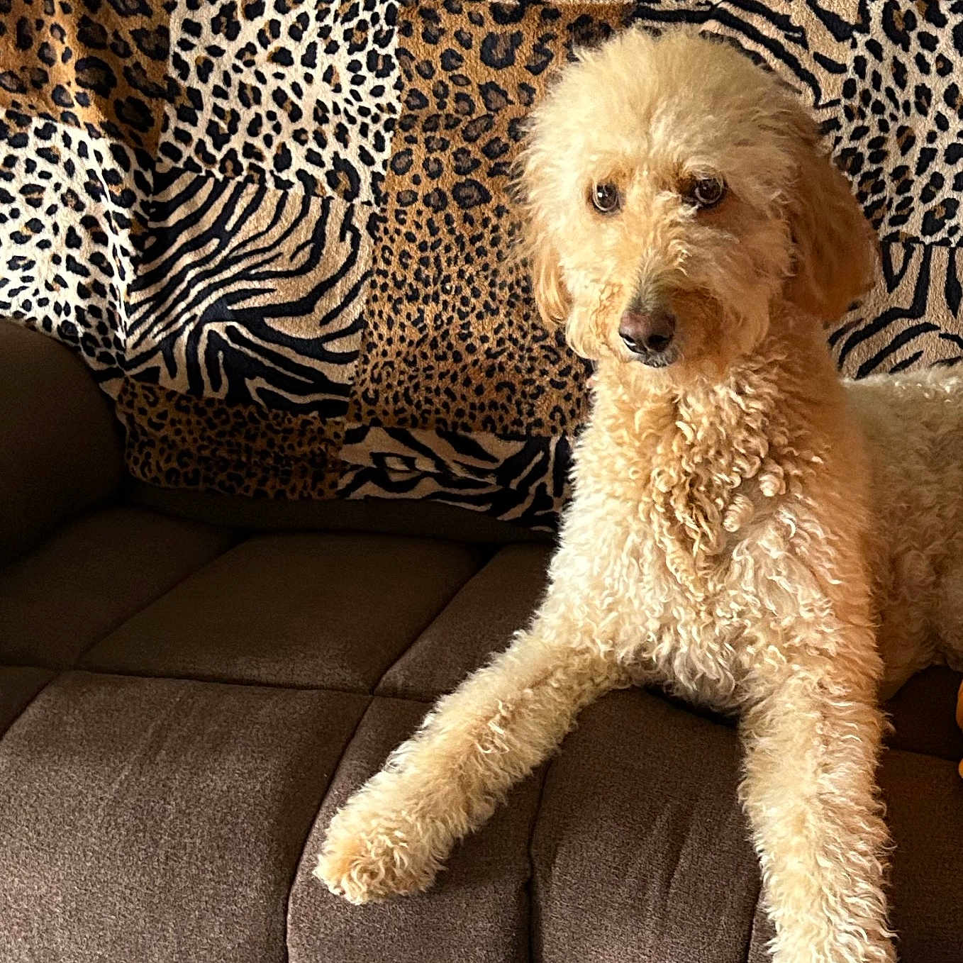 Sweetpea is registered to the contest to win money with this photo: animal, canine, couch, cushion, dog, dogbed, furniture, homedecor, pet, pillow, poodle, puppy, terrier, whitedog