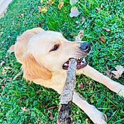 Marley Mae is registered to the contest to win money with this photo: dog, golden_retriever, stick, grass, leaves, outdoor, playful, pet, animal, nature, lawn, canine, chewing, summer, daylight, muzzle, fur, snout, relaxed, fun