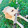 dog, golden_retriever, stick, grass, leaves, outdoor, playful, pet, animal, nature, lawn, canine, chewing, summer, daylight, muzzle, fur, snout, relaxed, fun