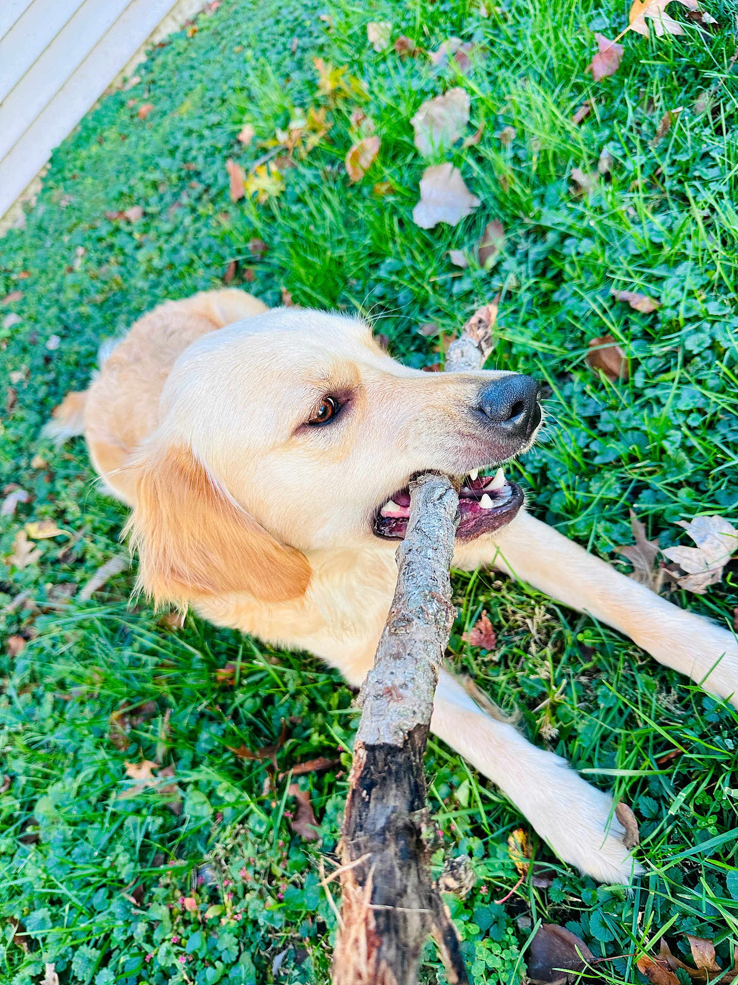 Marley Mae