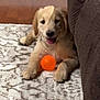 Marley Mae is registered to the contest to win money with this photo: puppy, dog, golden_retriever, toy, orange_ball, carpet, rug, couch, indoor, pet, playful, young_dog, smiling, floor, home, cute, animal, paw, fur, relaxed
