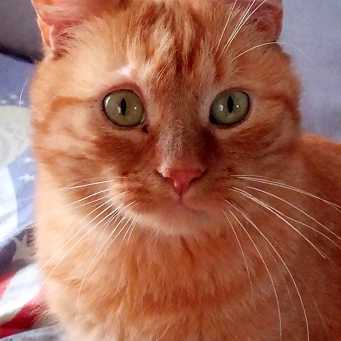Burton a rejoint le concours — aidez-le/la à gagner de superbes lots ! cat, ginger_cat, close_up, pet, whiskers, green_eyes, feline, fur, animal, curious, portrait, indoor, cute, mammal, face, ears, nose, domestic_animal, looking, soft_light