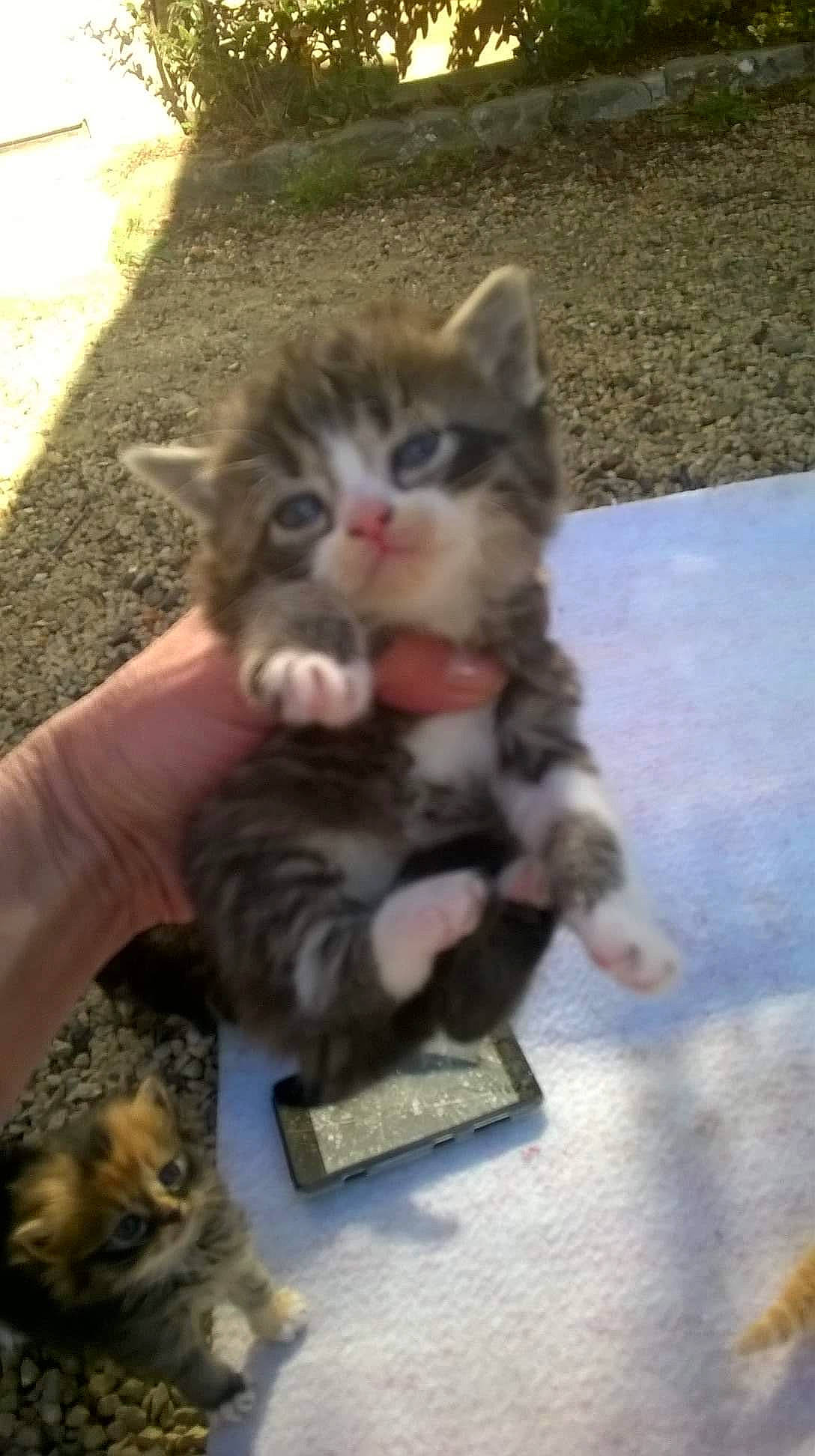 Caline participe au concours pour gagner de l'argent avec cette photo : carnivore, cat, cat_supply, cat_toy, claw, domestic_short_haired_cat, fawn, felidae, flooring, fur, grass, paw, photo_caption, small_to_medium_sized_cats, snout, tail, terrestrial_animal, whiskers