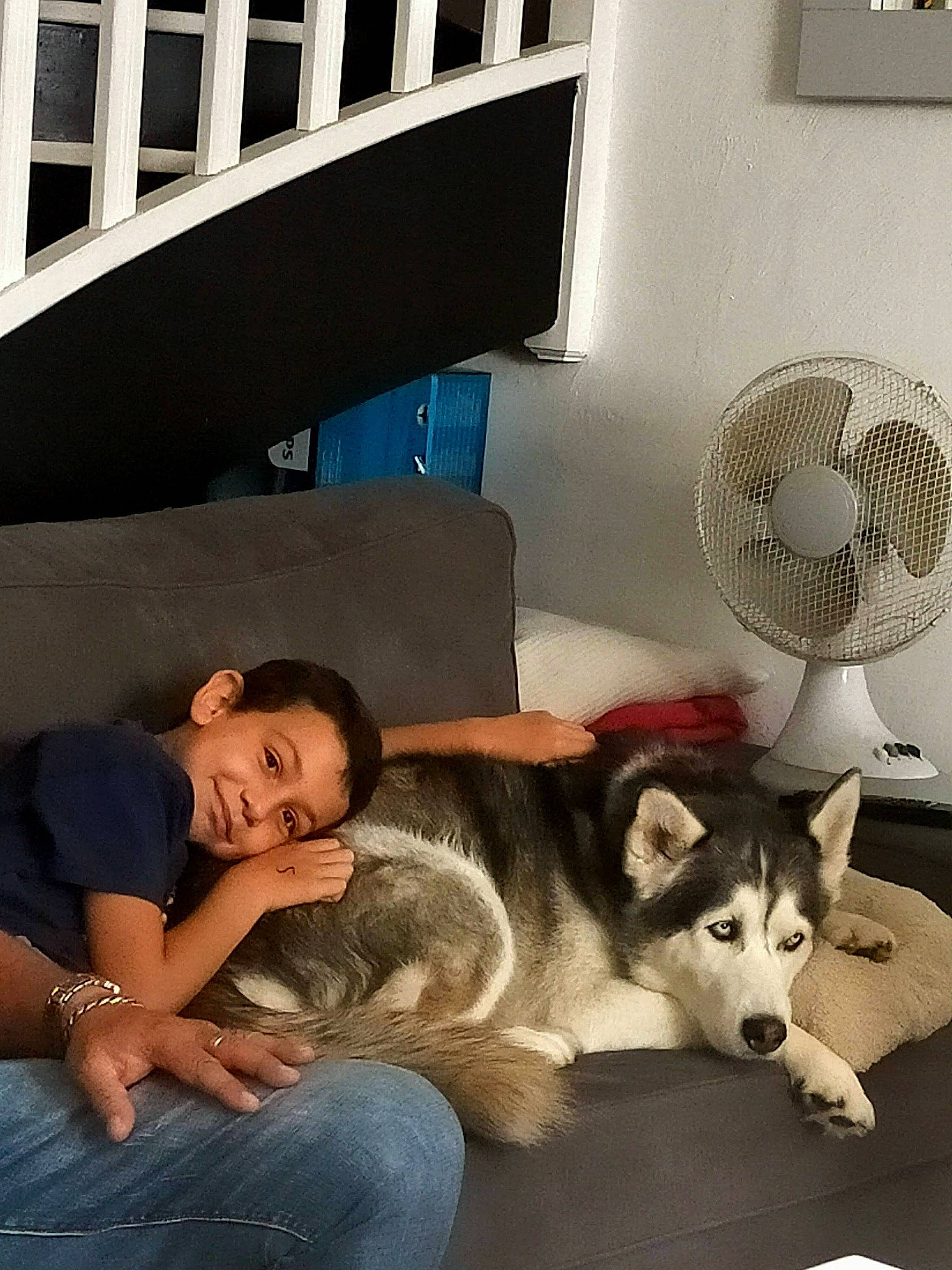 Diego a rejoint le concours — aidez-le/la à gagner de superbes lots ! carnivore, chair, comfort, companion_dog, couch, dog, dog_breed, fawn, flooring, fur, jeans, light, living_room, mechanical_fan, picture_frame, sitting, sled_dog, sporting_group, t_shirt, working_animal