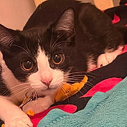 Bubbles joined the competition — help win amazing prizes! cat, black_and_white, pet, animal, close_up, cute, whiskers, feline, indoor, blanket, paw, relaxed, curious, tabby, domestic_cat, fur, playful, eyes, nose, resting