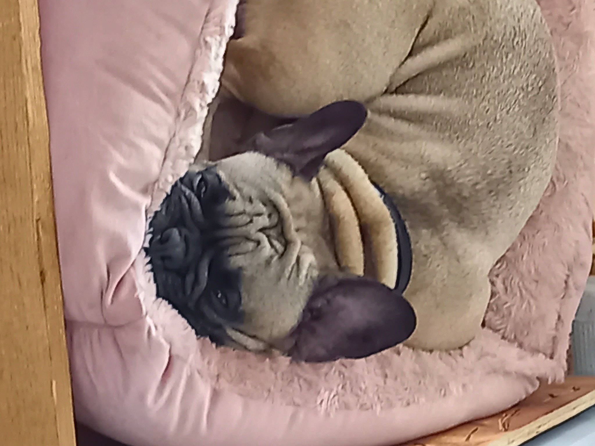 Oana participe au concours pour gagner de l'argent avec cette photo : bag, bean_bag, bed, cat_bed, comfort, companion_dog, dog_bed, felidae, fur, gesture, grey, human_leg, linens, nap, paw, sitting, small_to_medium_sized_cats, textile, wood, wrinkle