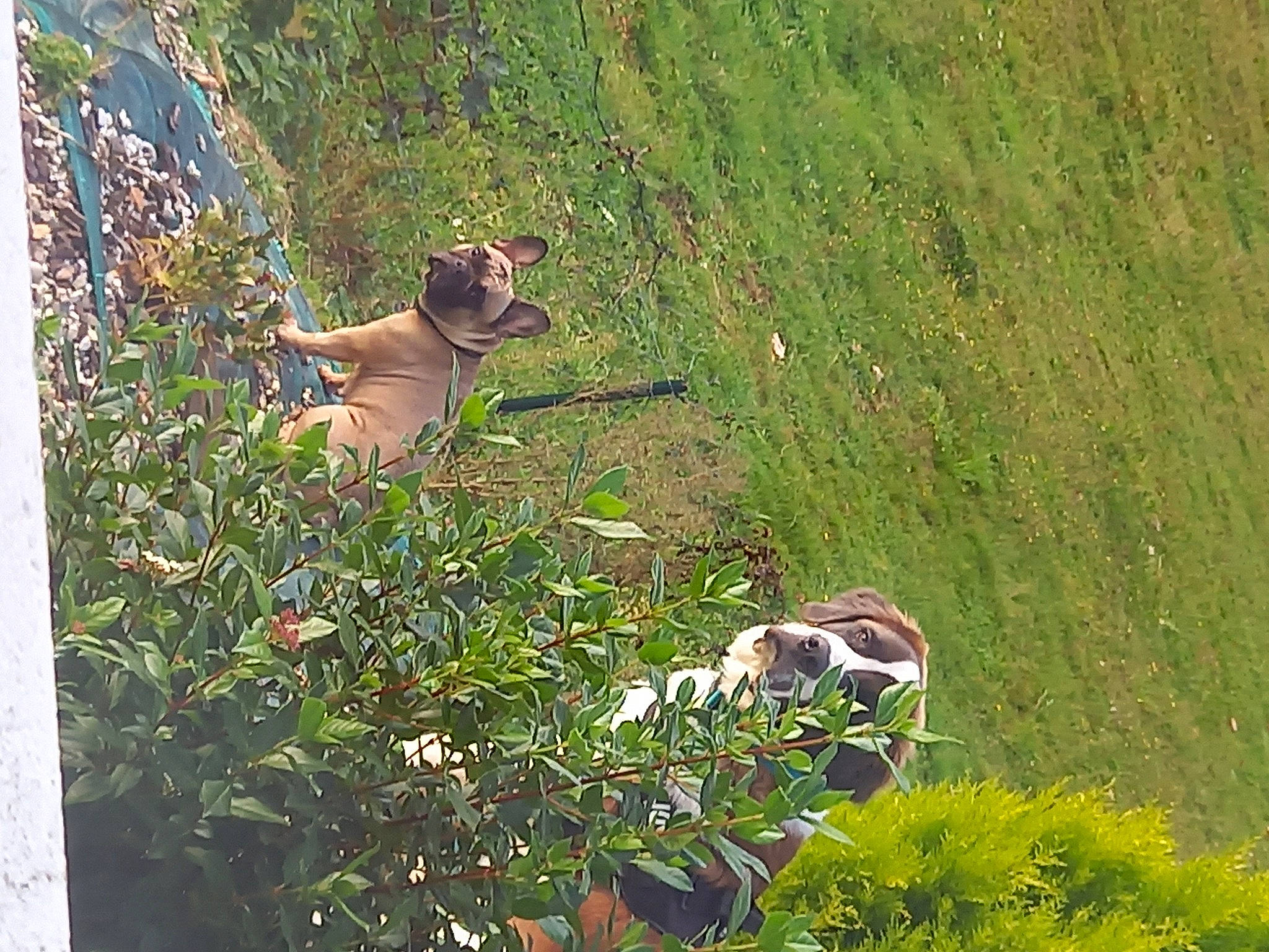 Oana a rejoint le concours — aidez-le/la à gagner de superbes lots ! carnivore, companion_dog, dog, dog_breed, fawn, grass, grass_family, grassland, groundcover, landscape, lawn, mammal, meadow, pasture, plant, prairie, shrub, sporting_group, wildlife, working_animal