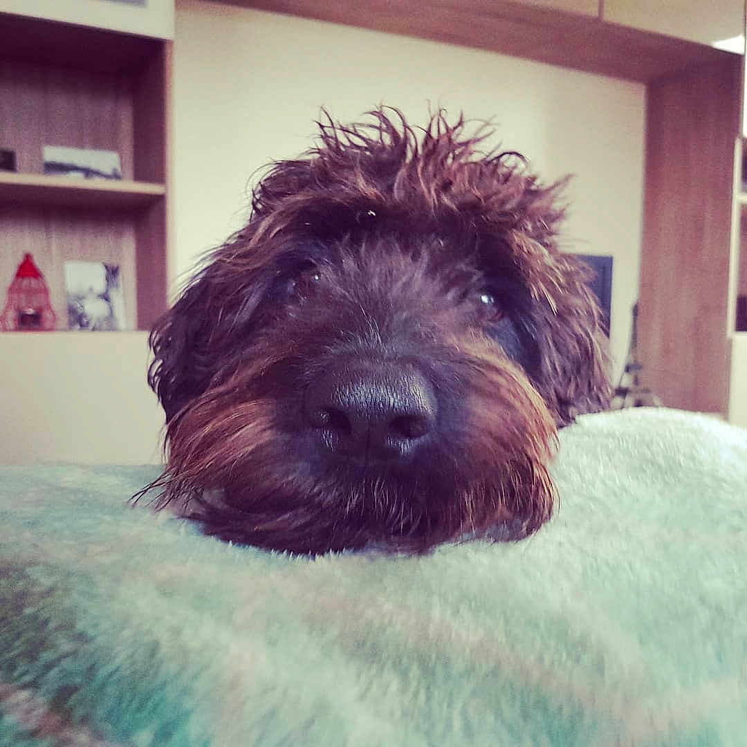 Lulu